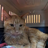 All Creatures Veterinary Clinic ico