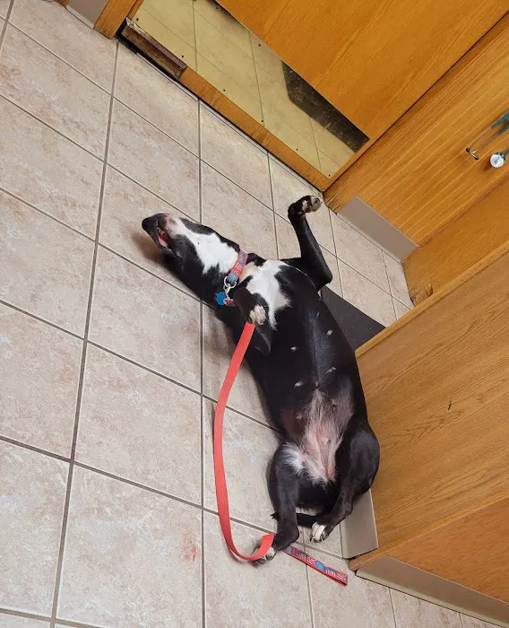 All Creatures Veterinary Clinic 9
