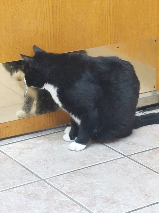 All Creatures Veterinary Clinic 4