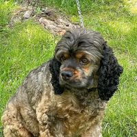 Waconia Veterinary Clinic ico