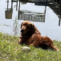 Watertown Veterinary Clinic ico