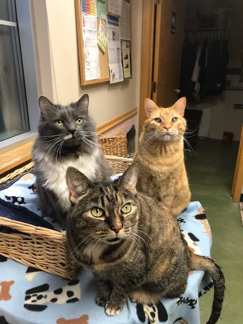 Belle Plaine Animal Hospital 5