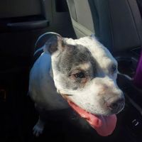 Norwood Veterinary Clinic ico