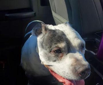 Norwood Veterinary Clinic
