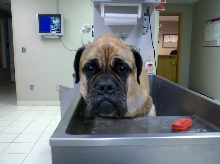 Delano Veterinary Clinic 12