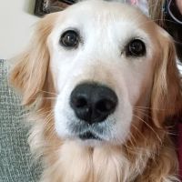 Rockford Veterinary Clinic ico