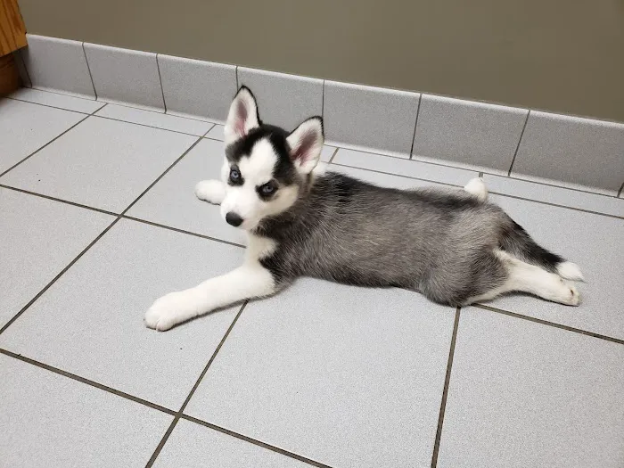 Rockford Veterinary Clinic 7