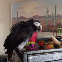 Animal & Exotic Wellness Center ico
