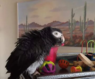 Animal & Exotic Wellness Center