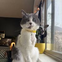 Barrington Oaks Veterinary Hospital ico