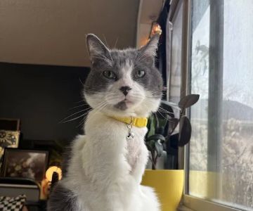 Barrington Oaks Veterinary Hospital