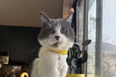 Barrington Oaks Veterinary Hospital