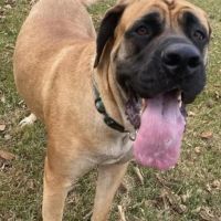Irwin Animal Hospital ico