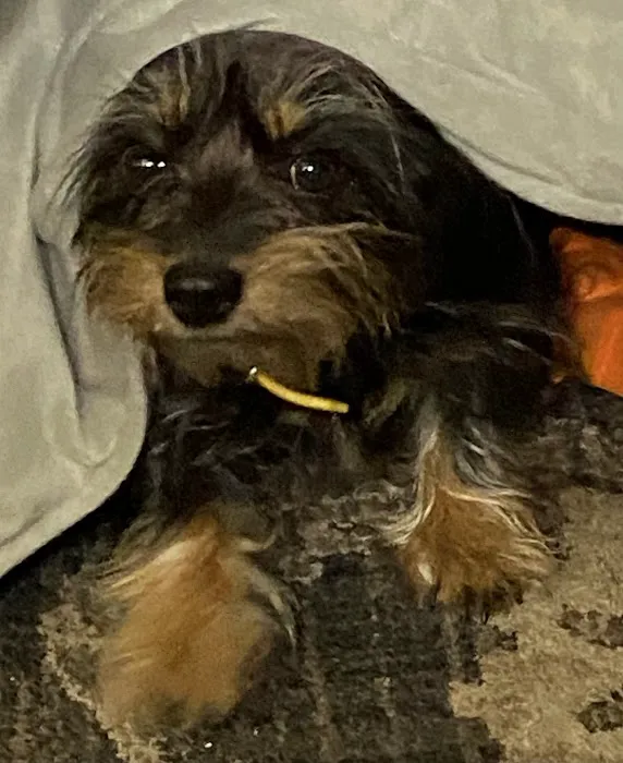 Irwin Animal Hospital 12
