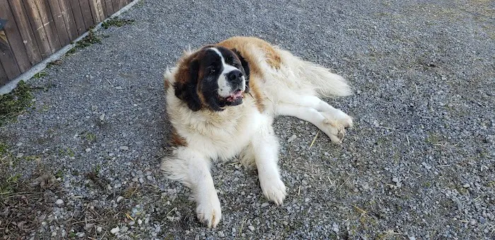 Irwin Animal Hospital 12