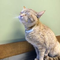 Southgate Veterinary Clinic ico