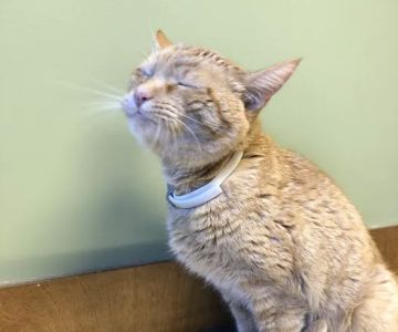 Southgate Veterinary Clinic
