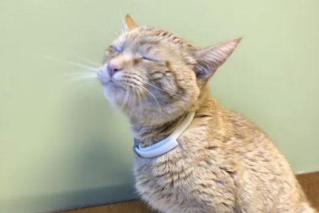 Southgate Veterinary Clinic