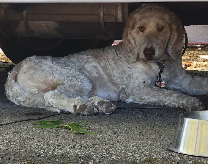 Lincoln Way Animal Hospital 12