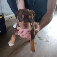 Lincoln Way Animal Hospital ico