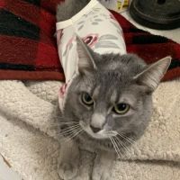 Mohawk Animal Hospital ico