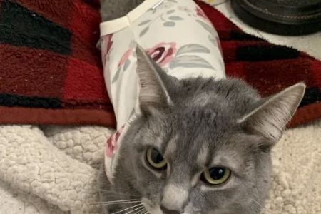 Mohawk Animal Hospital