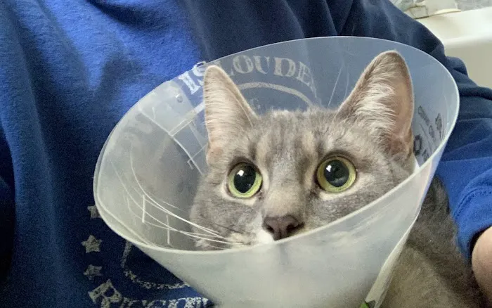 Mohawk Animal Hospital 12