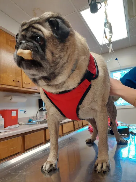 VCA Dog and Cat Hospital of Tiffin 12