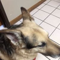 Mc Clung's Animal Hospital: Burger Ryan DVM ico