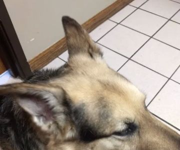 Mc Clung's Animal Hospital: Burger Ryan DVM