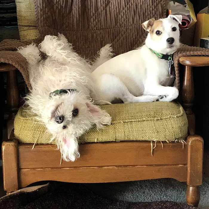 Animal Hospital of Tiffin LLC 12