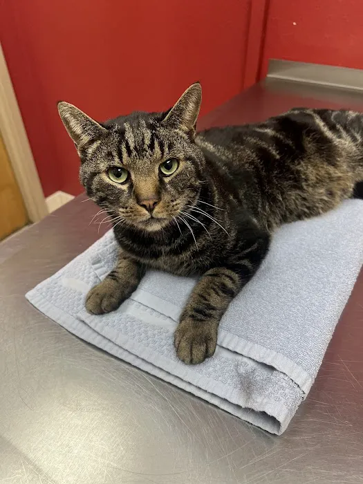 Animal Hospital of Tiffin LLC 12