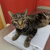 Animal Hospital of Tiffin LLC ico