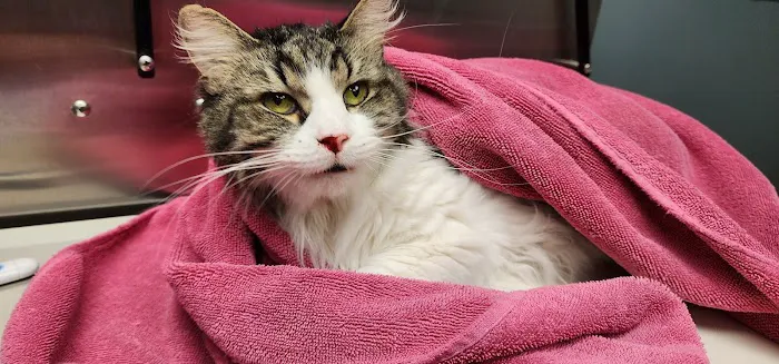 Erica Schieber, DVM at Bucyrus Veterinary Services 6