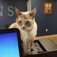 Erica Schieber, DVM at Bucyrus Veterinary Services ico