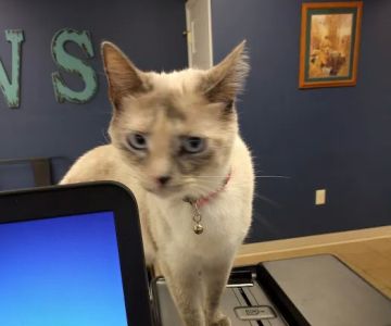 Erica Schieber, DVM at Bucyrus Veterinary Services