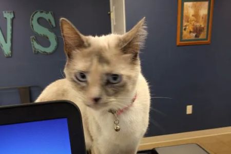 Erica Schieber, DVM at Bucyrus Veterinary Services