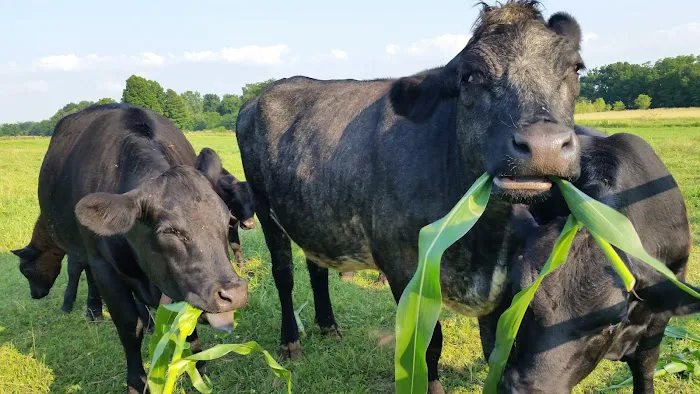 Erica Schieber, DVM at Bucyrus Veterinary Services 9