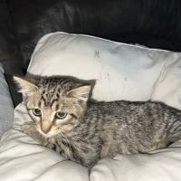 Lakeshore Veterinary Hospital ico