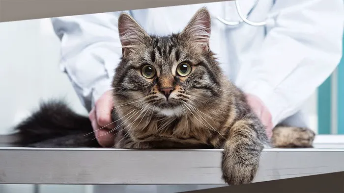 Lakeshore Veterinary Hospital 12