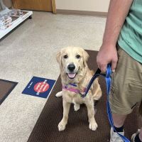 NOAH Pet Clinic ico