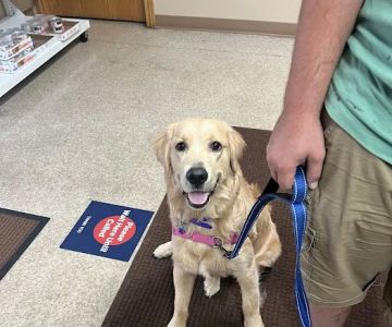 NOAH Pet Clinic