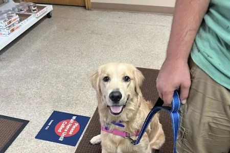 NOAH Pet Clinic