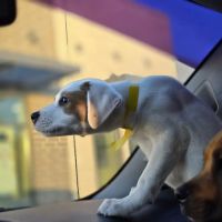 Four County Veterinary Services ico