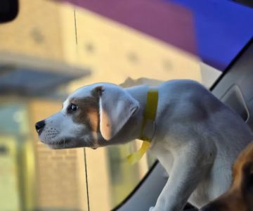 Four County Veterinary Services