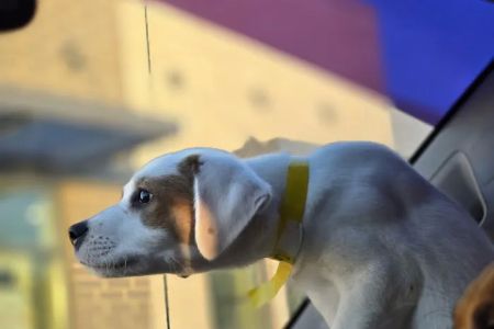Four County Veterinary Services