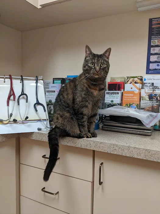 York Animal Hospital 12