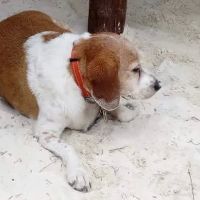 York Animal Hospital ico