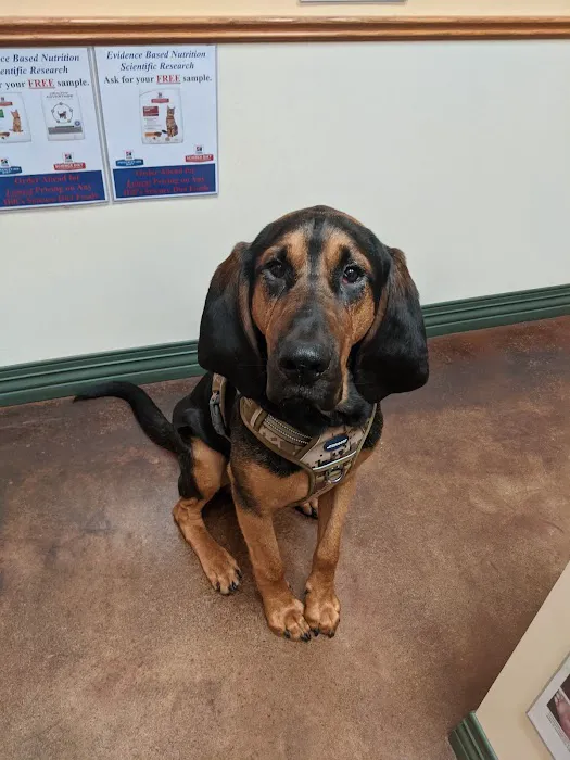 York Animal Hospital 12