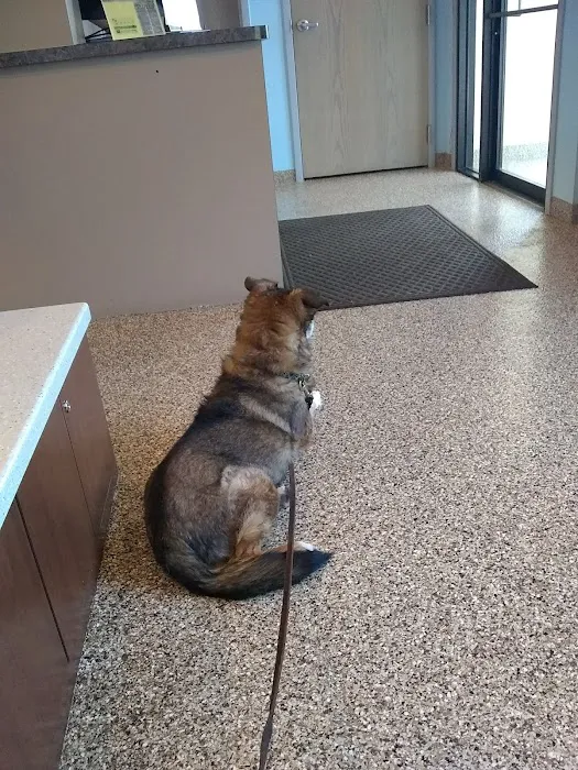 Bellevue Animal Hospital 12